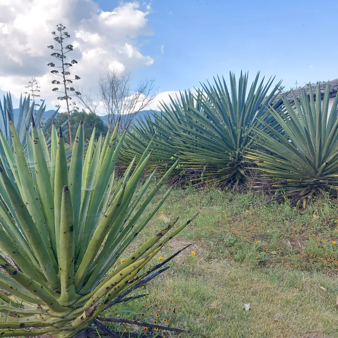Tapada de maguey
