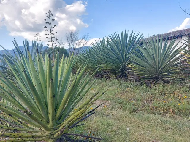 Tapada de maguey